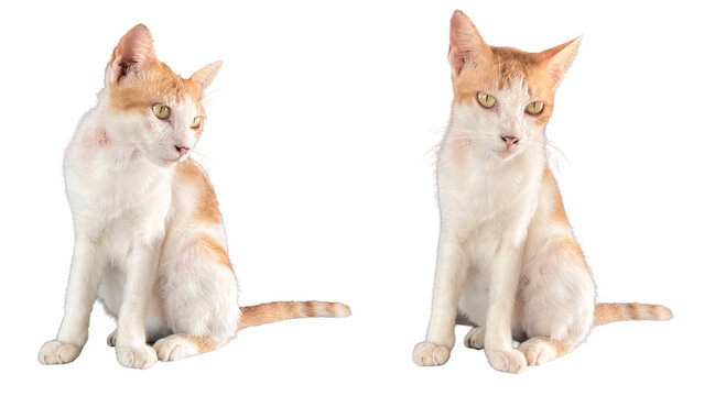 The cat has a red, circular skin patch around its neck, which may be caused by a skin condition such as a fungal infection or ear mites, against a white background