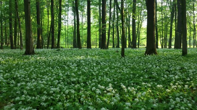 Beautiful morning in forest full of blossoming wild garlic