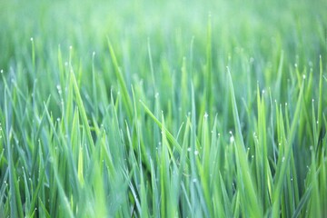 Obraz premium Close-up of fresh green rice plants with water droplets after rainfall in a paddy field. The soft morning light and shallow depth of field create a peaceful natural background, symbolizing agriculture