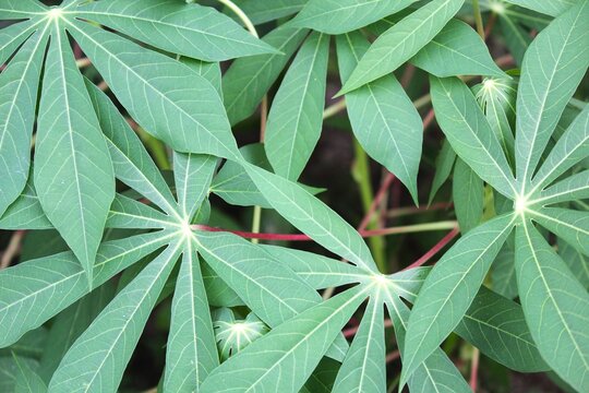 A close-up photograph of fresh cassava leaves (Manihot esculenta) growing in a tropical garden. The vibrant green palmate leaves showcase the distinctive foliage of the cassava plant, important food