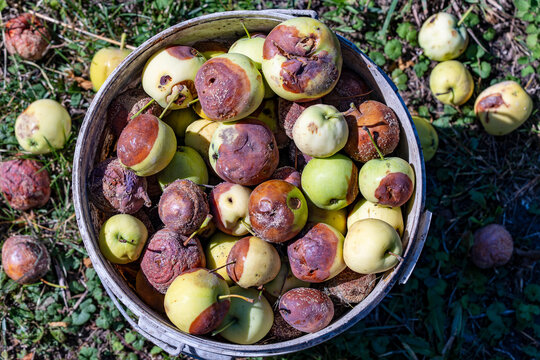 Rotten apples in bucket, closeup. Top down view of bucket filled with rotten and damaged green apples on grass background in summer garden