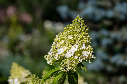 Limelight panicled hydrangea flower closeup. Blooming panicle hydrangea flower head with green and white petals in summer garden