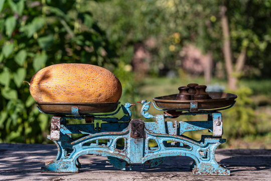 Ripe melon on vintage balance scales outdoors, closeup. Large yellow melon being weighed on old blue mechanical balance scales with weights in garden
