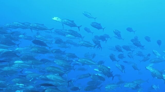 Thousands of shimmering silver jacks glide in a massive, rhythmic school through the deep, blue tropical Pacific on a bright, sunny afternoon.