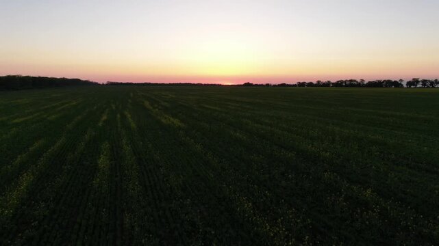 Aerial view of lush green fields during sunset with a glowing horizon in the Krasnodar Region near Anapa, Russia.
