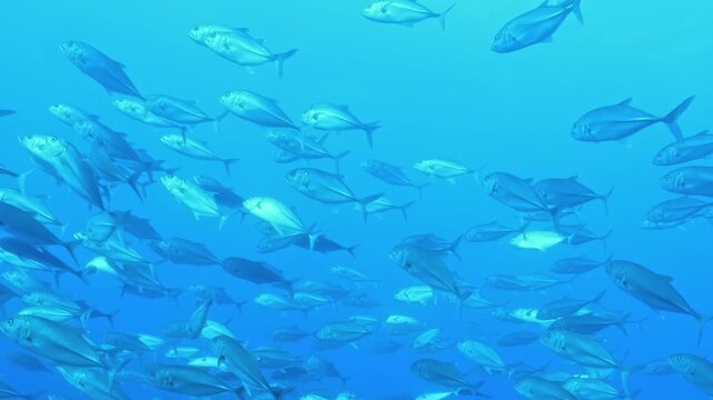Large schools of wild giant trevally shimmer as they migrate through deep blue currents in the bright daylight.