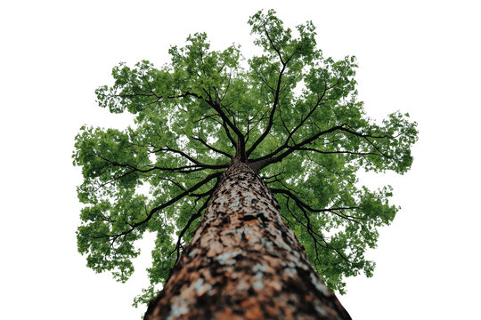 Tall green leafy tree viewed upward along the textured trunk