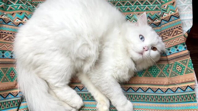 Top view of a cute fluffy white cat with beautiful heterochromia eyes resting on a chair featuring a colorful geometric tribal pattern canvas. Adorable domestic pet relaxing at home.