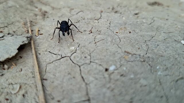 Frontal View Of Single Black Ant On Crusted Soil