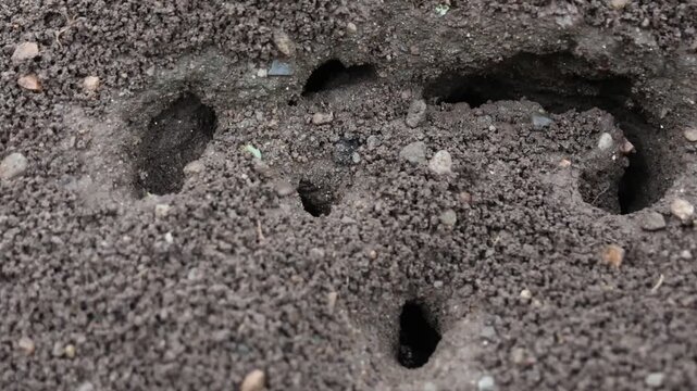Dark granular soil with small holes and rough texture, fresh earth surface with animal burrow holes, close up of outdoor ground pattern and muddy dirt track