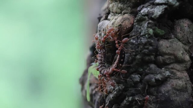 Tree trunk ant insect bark forest nature closeup wildlife crawling colony, ants tree bark close up of insect colony rough wood natural texture selective focus, ant group tree bark forest close up