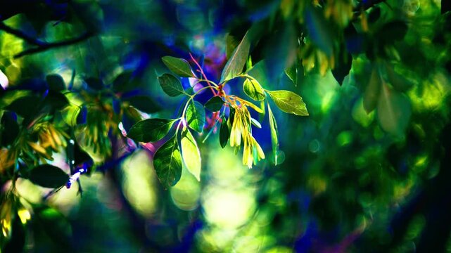 Summer floral backgound and B roll