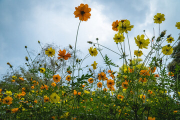 Yellow and orange cosmos flowers blooming in a garden beneath a blue sky, creating a vibrant natural floral landscape.