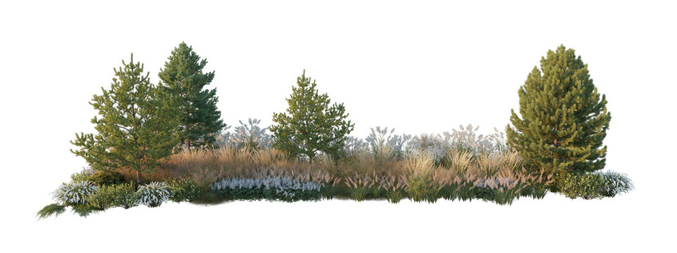 landscape composition with evergreen coniferous trees and ornamental pampas grass (conifers and pampas grass) isolated PNG on a transparent background premium nature cutout