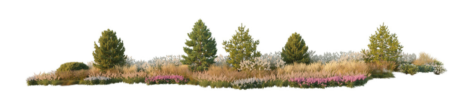 landscape composition with evergreen coniferous trees and ornamental pampas grass (conifers and pampas grass) isolated PNG on a transparent background premium nature cutout