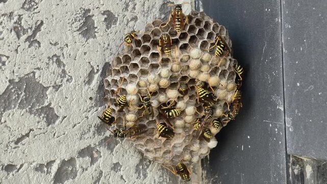 Colony of paper wasps building a honeycomb nest on a wall, caring for larvae in the hexagonal cells, and working together in their natural outdoor environment
