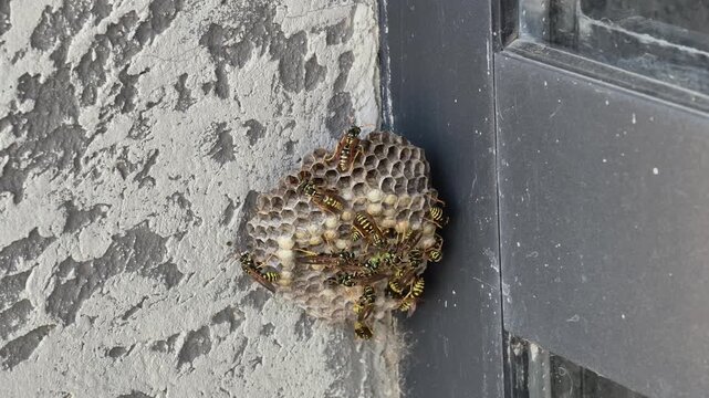 Paper wasps diligently working on their nest attached to a building's wall, showcasing the intricate hexagonal structure of the honeycomb and the social behavior of the insect colony