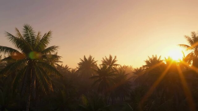 Palm Trees Swaying Gently in Tropical Breeze at Golden Sunrise with Serene Natural Lighting and Peaceful Atmosphere for Travel or Wellness Content