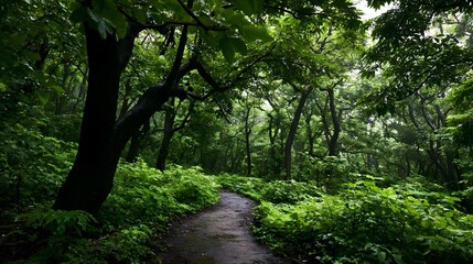 Fototapeta premium A winding path through a lush green forest after rain with dense foliage and wet earth creating a serene natural scene