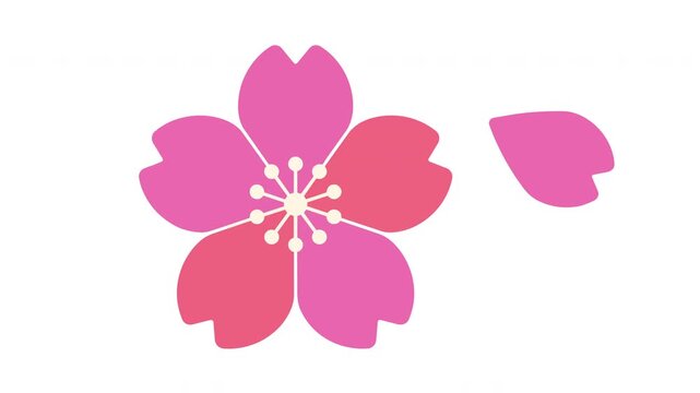 Minimalist pink cherry blossom flower and falling petal icon on white background