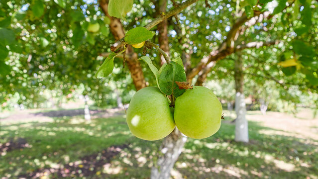 Apples on a tree in an orchard, selective focus.