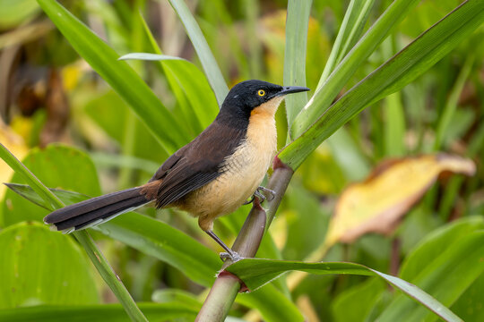 black-capped donacobius - Donacobius atricapilla, beautiful colored perching bird native to wetlands accross South America, Pantanal, Brazil.
