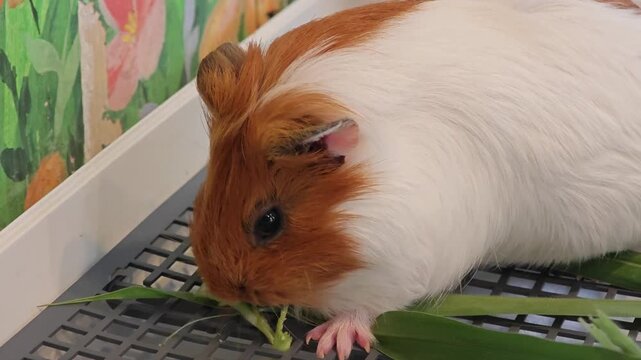 Cavia Porcellus or Guinea Pig.