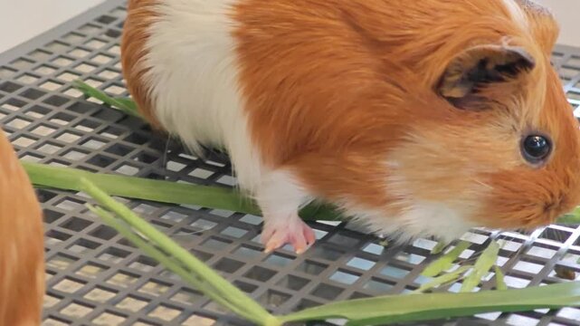 Cavia Porcellus or Guinea Pig.