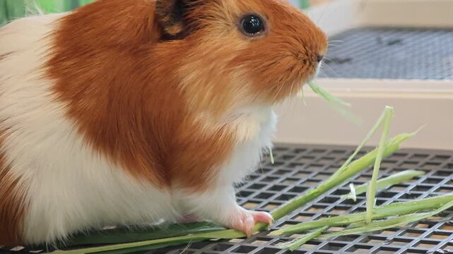 Cavia Porcellus or Guinea Pig.