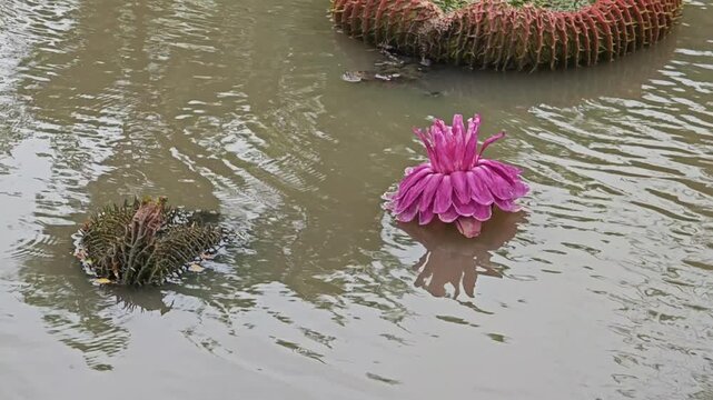 Lotus or water lily in pond.