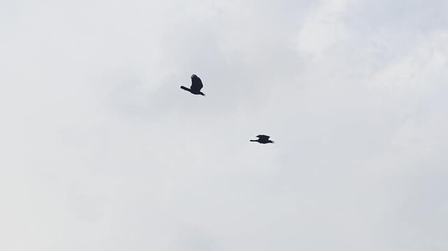Birds flying back home in the evening.