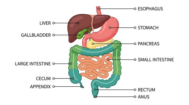 Digestive system human anatomy chart with labeled internal organs, digestive