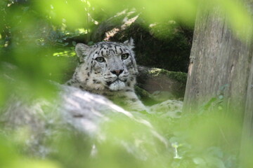 snow leopard in a zoo in mulhouse in france  © frdric