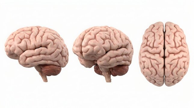 Three anatomical perspectives of human brain anatomy with neurology, biological
