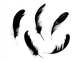 Naklejka premium Collection of black bird feathers isolated on white background