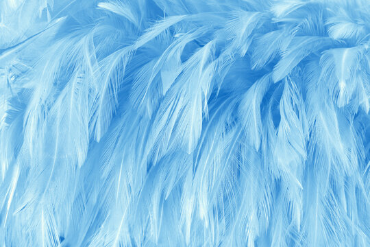 Beautiful blue pastel bird feathers pattern texture background.
