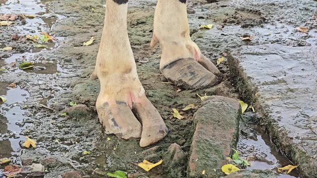 Dairy cow hooves standing in muddy farm soil. Close up of cattle feet on wet ground. Livestock walking in dirty rural environment.