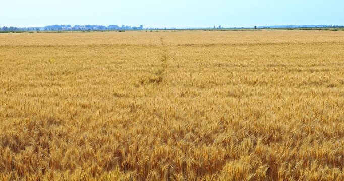 Vast golden wheat fields ready for harvest under a clear blue sky in summer