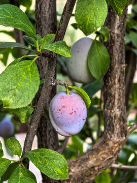 Ripe Purple Plum Hanging Between Tree Branches