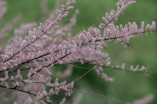 Tamarix Tamarisk flowering Delicate pink blossoms bloom on shrub branches against a soft green background