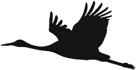 Obraz premium flying crane bird