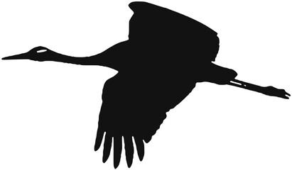 Obraz premium flying crane bird