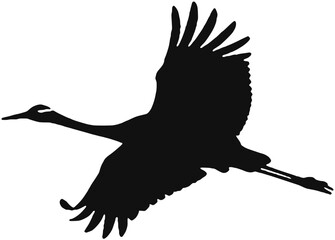 Obraz premium flying crane bird