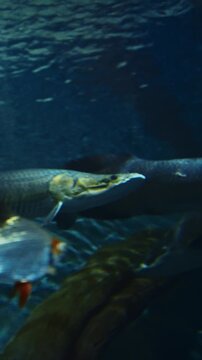 Pacman Catfish Side View. Lophiosilurus Alexandri Is Species Of Catfish order Siluriformes Of Family Pseudopimelodidae. Giant Catfish Swim In Aquarium. Man Watching Pacman Catfish