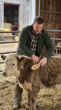 Farmer Gently Grooming a Young Calf inside a Rustic Barn Setting Capturing the Heartfelt Bond and Daily Care in Modern Agricultural Practices
