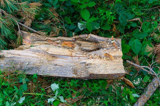 A broken coniferous tree trunk lies on the grass in the forest.