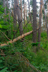 A coniferous tree with branches fallen by a strong wind in a forest on the grass. Tree trunks and bushes are in the background. © Michael