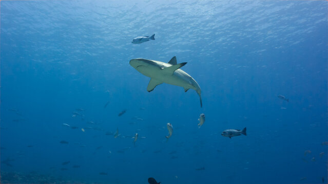 Underwater shot of Grey Reef Shark and silver fish swimming towards camera in the Palau National Marine Sanctuary