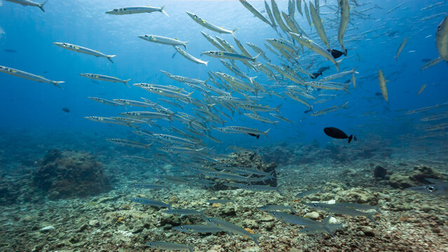 Underwater shot of a large school of Barracuda in the Palau National Marine Sanctuary.