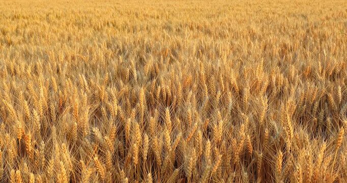 Golden wheat field swaying in the wind during harvest season as a symbol of agricultural abundance